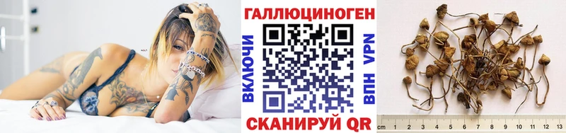 сколько стоит  Правдинск  Псилоцибиновые грибы Psilocybe 